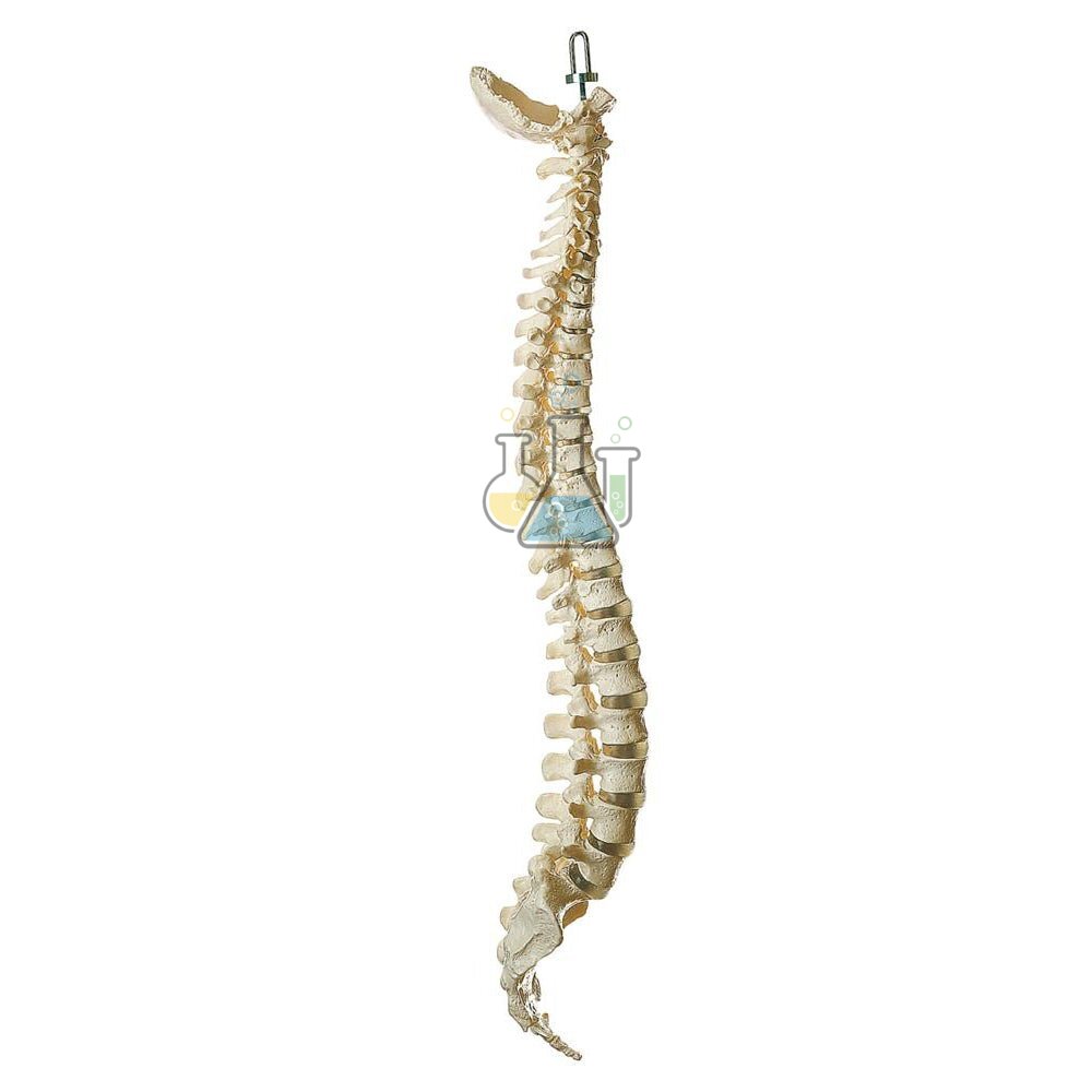 Spine Model